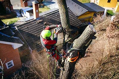 Tree Surgeon Chester